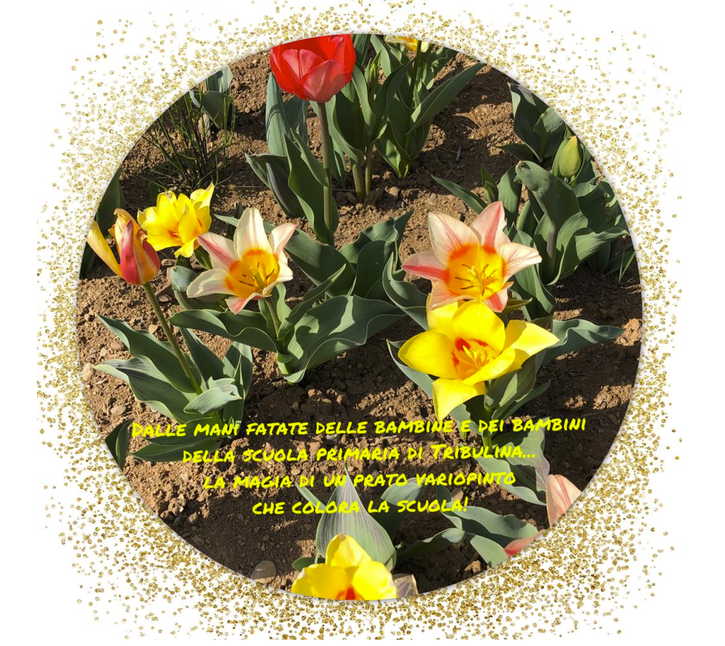 Fiori sbocciati nell'orto della scuola